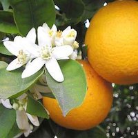 Clenbutrol Ingredient - Citrus Aurantium