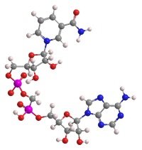 Clenbutrol Ingredient - Nicotinamide