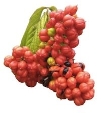 Clenbutrol Ingredient - Guarana Extract